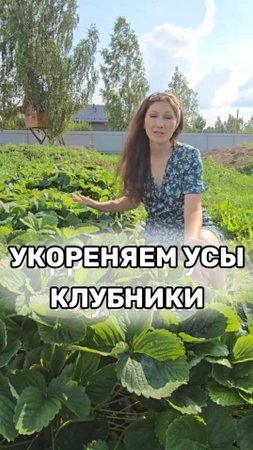 Укоренение усов клубники после сбора урожая