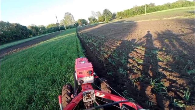 Всем привет :) Ораю Овес на сидераты смотреть онлайн