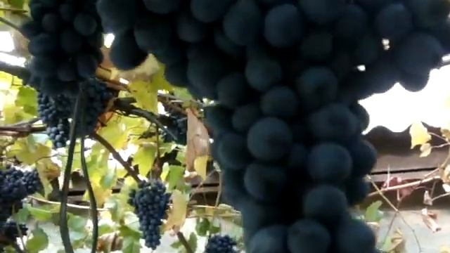 Сорт винограда Памяти Голодриги перед снятием урожая (2) смотреть онлайн
