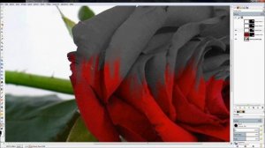 How to make the Melting Rose using Gimp - Gimp Video Tutorial