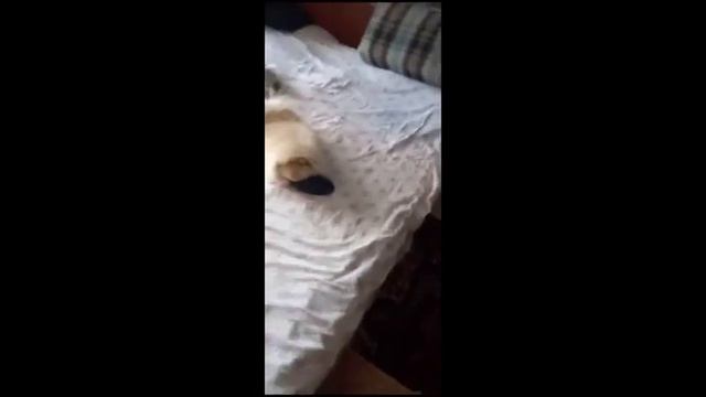 Шпиц Денежка. Я Золушка, и Это моя хрустальная туфелька. смотреть онлайн