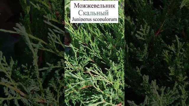Можжевельник скальный (Juniperus scopulorum).?