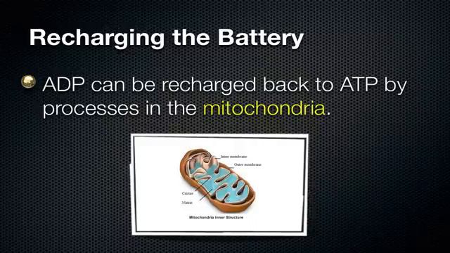 ATP - Energy of the Cell смотреть онлайн