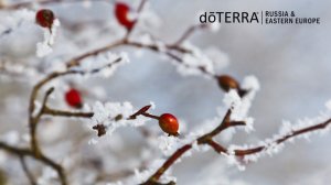 Новый год деревьев. Древесные эфирные масла doTERRA