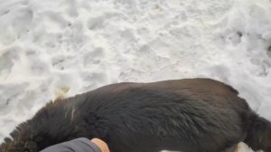 Команда какать, дай лапу. Суть обучения разным командам