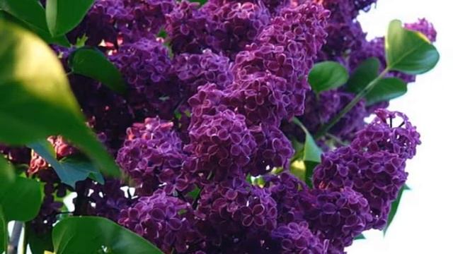 "Сиреневая грусть", муз. М.Зельдича смотреть онлайн