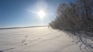 Загонная охота на зайца русака в Самарской области, сезон 2024.