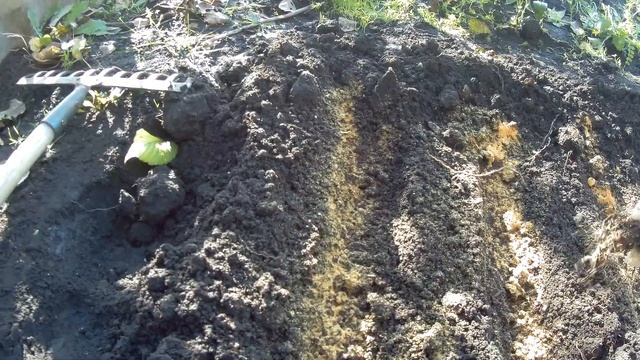 Посадка озимого чеснока. Защита от вредителей и болезней.