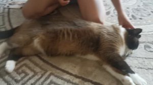 Наш питомец