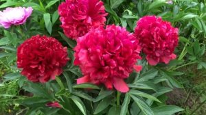 Пион ЭЛИЗА ЛАНДИ ?? Paeonia ELIZA LUNDY: обзор, описание, цветение, отзыв