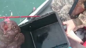 Рыба-собака. Мыс Свободный. Сахалин. 18.07.2015.