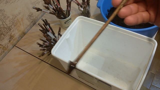 Укоренение черенков винограда в кокосе с корневином.ччасть1