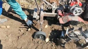 Работа картофелекопалки с мотоблоком Салют