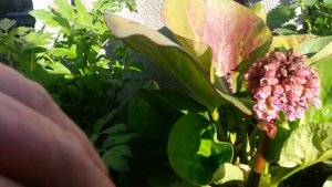 Бадан . Уход и размножение