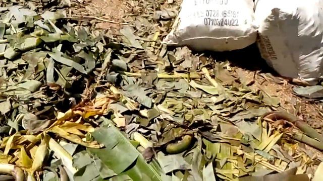 "Africa's Banana Boom: Biggest Market & Global Exports" смотреть онлайн