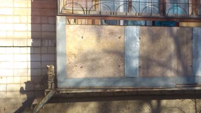 Кот идет домой смотреть онлайн