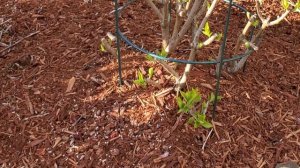 Метельчатые гортензии. Какое удобрение и сколько вносим и когда