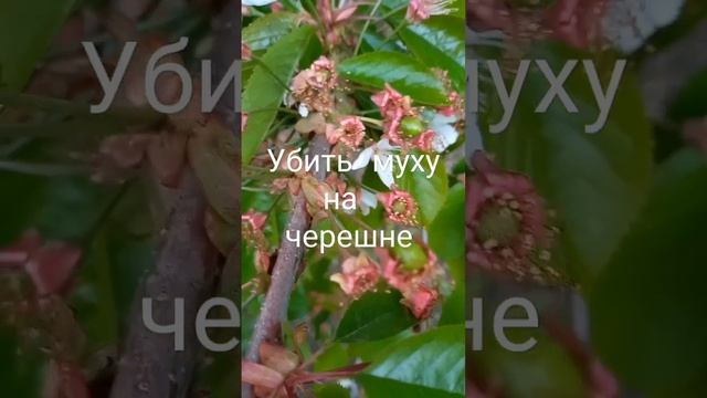 Убить вишневую муху на черешне?