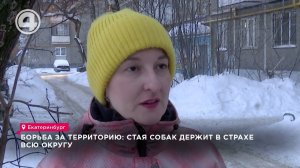 Клыкастые убийцы держат в страхе жителей Уктуса