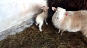 Ягненок от курдючной овцы и катумского барана.