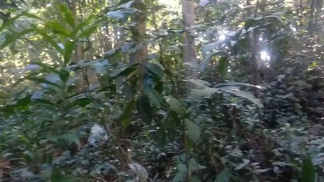 Berburu alocasia bisma dihabitatnya asyik dan menarik (H89) смотреть онлайн