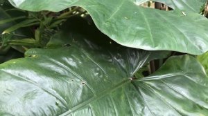 Alocasia plumbea ~ Senthe Ireng???