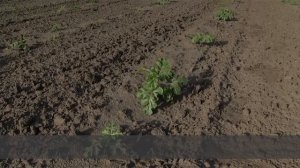 Как правильно выбирать семена арбузов и дыни2