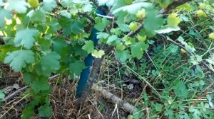 Мой опыт выращивания крыжовника на штамбе.