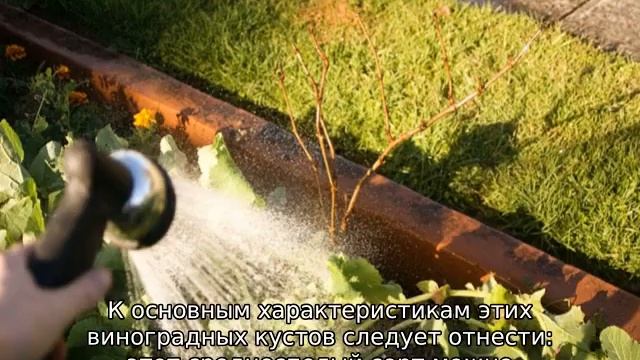 Виноград Низина смотреть онлайн