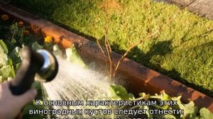 Виноград Низина