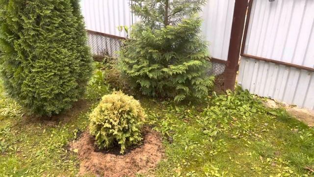 Моя любимая дача 28.09.21❤️Обрезала гортензии.Можжевельник Хортсмана❤️Барбарисы.Осень в любимом сад смотреть онлайн