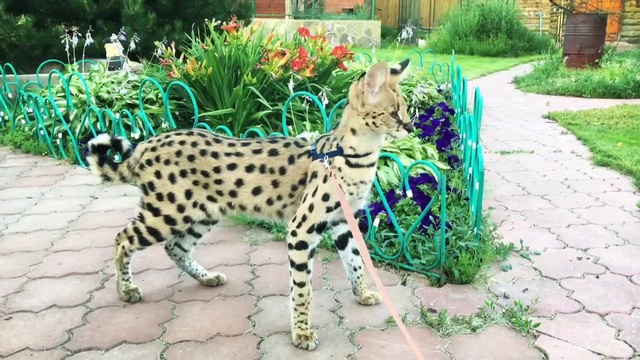 Сервалы питомника SoulCats смотреть онлайн