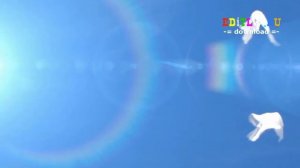 Свадебный футаж с голубями