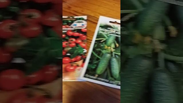 Что сажаю сейчас в зимнем огороде и на подоконнике #огороднаокне #дача #огород #садогород #зож