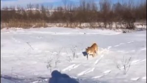 Самые  ленивые и неуклюжие животные