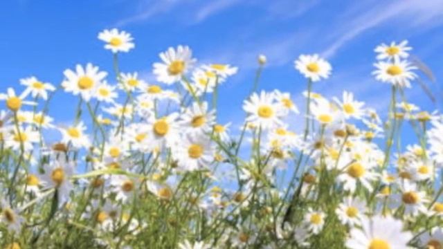 Конкурсное стихотворение Ф. И.Тютчев. "В небе тают облака".Шевчук Марина смотреть онлайн