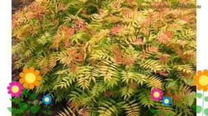 Рябинник рябинолистный Сэм. Краткий обзор, описание характеристик sorbaria sorbifolia Sem