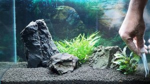 Запускаем медленный травник для креветок Тайвань