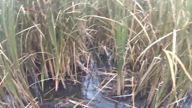 Охота на утку с Дратхааром 29.10.17 №7 смотреть онлайн