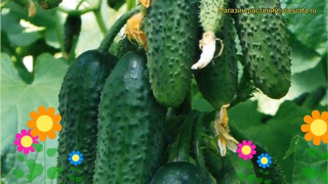 Огурец Богатырская сила. Краткий обзор, описание характеристик, где купить семена cucumis sativus смотреть онлайн