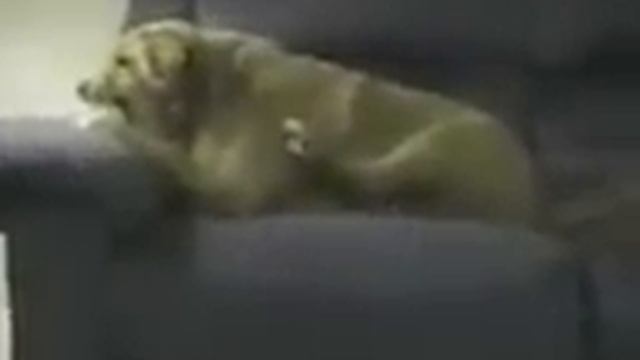 раздвоение личности у собаки-лает на свою же лапу смотреть онлайн