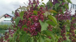 Купила корочкам корм. Что с огородом после заморозков?