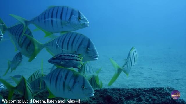 Нежная музыка ?Шум моря, шум моря для сна? успокаивает нервную систему и радует душу смотреть онлайн