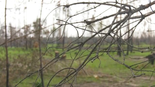 Почему в Медовке рубят лес? смотреть онлайн