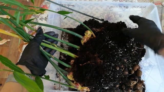 СОБРАЛА УРОЖАЙ... 400 ГР. ИМБИРЯ 😀 смотреть онлайн