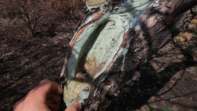 ЭФФЕКТИВНЫЙ СПОСОБ ЗАЩИТИТЬ ДЕРЕВО ОТ БОЛЕЗНЕЙ, ГРИБКОВ И ПОТЕРИ СОКА