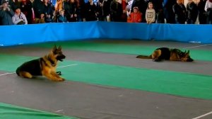 Собаки спасатели