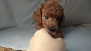 Красный карликовый пудель