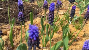 Цветение Мускари Latifolium (Muscari Latifolium)
