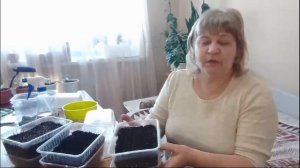 как и когда сею лук порей на рассаду